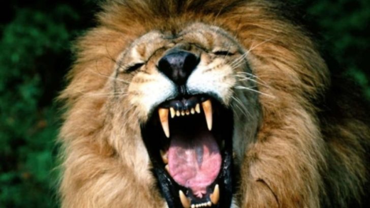 Il Leone Innamorato E Il Contadino