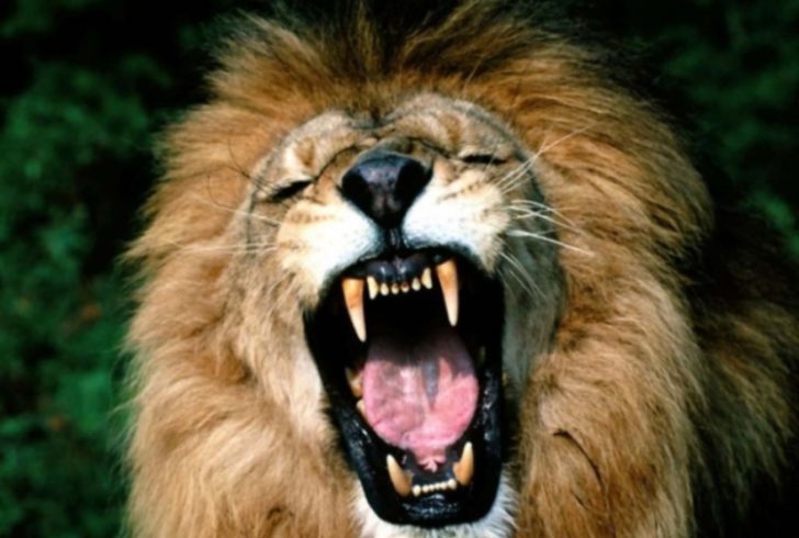 Il Leone Innamorato E Il Contadino