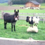 La capra e l’asino - Esopo