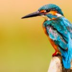 L’uccello-dalle-piume-di-mille-colori-racconto-arabo