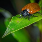 L’aquila-e-lo-scarabeo-Esopo-favole